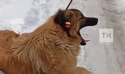 В пгт.Васильево спасли пса, который неделю ходил со стрелой в голове