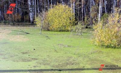 Свердловские власти потеряли кусок болота на месте новой свалки для Екатеринбурга
