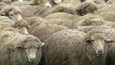 В Волгоградской области школьники украли и продали более 80 овец