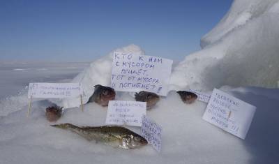 Мертвые рыбы "митинговали" на льду Чудского озера против мусорного полигона