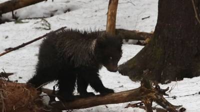 В Коми рассказали, как медведица-сирота Пужа перенесла зиму