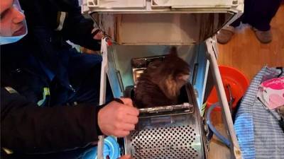 Пожарные в столице спасли кошку, застрявшую в стиральной машине