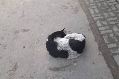 В Моршанске начался отлов бездомных собак