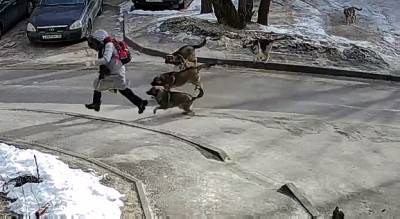 Прокуратура сделала выводы о ситуации с нападением стаи собак на девочку возле школы в Воронеже