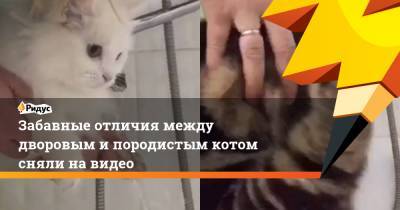 Забавные отличия между дворовым и породистым котом сняли на видео