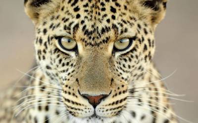 Самку леопарда по кличке Шейла вернут из Барнаула в Северский зоопарк