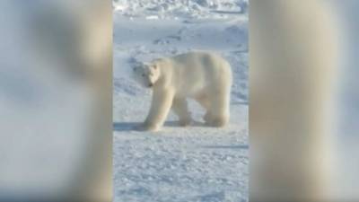 Участковый со стрельбой выгнал белого медведя с детской площадки