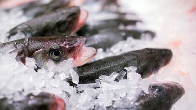 Эксперт дал рекомендации по покупке качественной рыбы