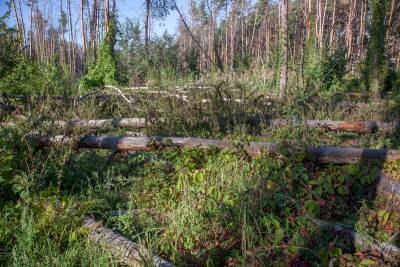 Северный лес в Воронеже увеличится на 4-5 гектаров