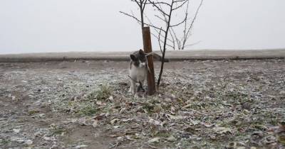 Мокрый снег и сильный ветер: прогноз погоды в Украине на среду, 24 марта