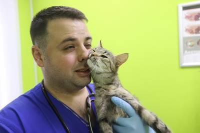 В Лиде проводят уникальную операцию по протезированию передних лап у кошки