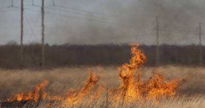 В Калининградской области почти 30 раз за сутки поджигали траву