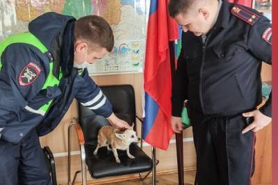 В Москве сотрудники Госавтоинспекции спасли чихуахуа