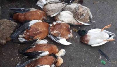 На Херсонщине запретили препарат, от которого погибли птицы