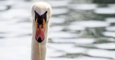 В Херсонской области обнаружили птичий грипп: погибло 90 лебедей