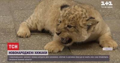 В Николаевском зоопарке показали пару новорожденных львят