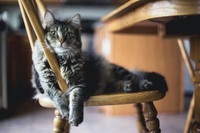Почему они делают кусь и сидят в коробках: 10 интересных фактов о кошках