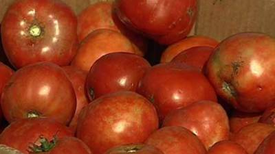 На Дону задержано 20 тонн зараженных помидоров