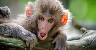 Без чипов и нейрошлемов: ученые научились читать мысли обезьян с помощью УЗИ