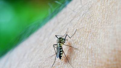 Российско-американская группа ученых собирается отучить комаров от крови