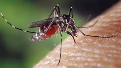 Российские ученые нашли способ отучить комаров пить кровь