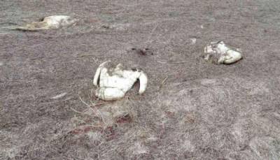 На Херсонщине на озере Сиваш погибли 90 лебедей