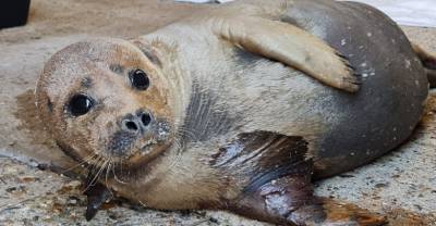 В Британии усыпили тюленя Фредди Меркьюри после нападения собаки
