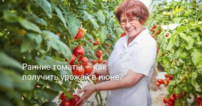 Ранние томаты — как получить урожай в июне?