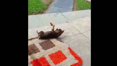 День щенков: песик, который играет с бабочкой – волшебное вирусное видео