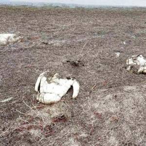 Из-за птичьего гриппа в Херсонской области погибли 90 лебедей
