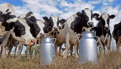 Импорт молочных продуктов: будет ли Украина с украинским молоком?