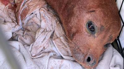 В Лондоне усыпили тюленя по кличке Фредди Меркьюри после нападения собаки