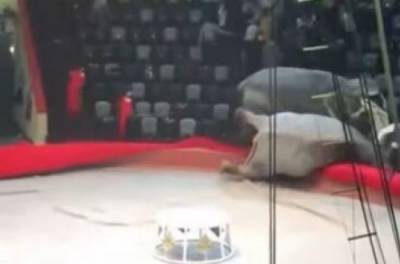 В российском цирке слоны подрались во время представления. ВИДЕО