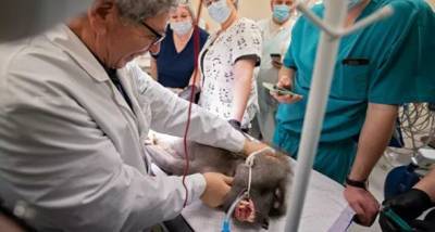 В НИИ приматологии в Сочи испытали метод лечения неоперабельных опухолей мозга