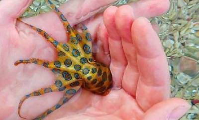 Туристка на Бали случайно взяла в руки ядовитого осьминога: видео