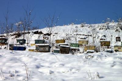 В Бурятии займутся регулированием пчеловодческой отрасли