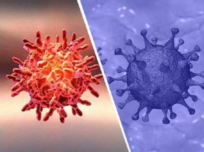 Вирус, вызывающий обычную простуду, убивает коронавирус: ученые сделали неожиданное открытие