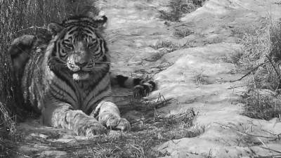В Приморском центре спасения умер тигр, нападавший на собак