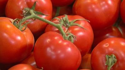 Еще нескольким предприятиям Азербайджана разрешен ввоз томатов в Россию