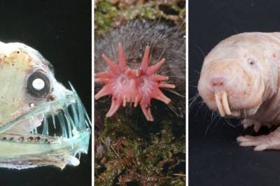 7 самых удивительных существ на планете, которые могут показаться гадкими или уродливыми