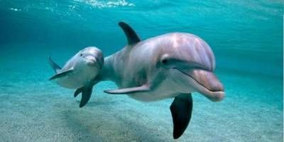 На побережье Черного моря зафиксировали случаи массовой гибели птиц и дельфинов. - ТЕЛЕГРАФ