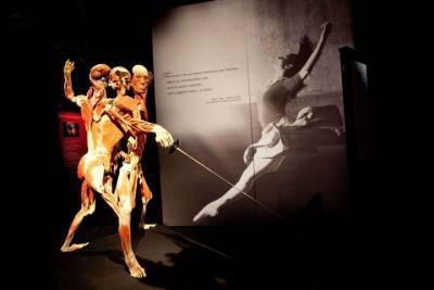 Бастрыкин поручил проверить организацию выставки человеческих тел в Москве
