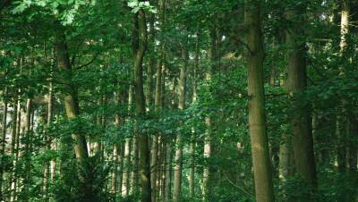 СМИ: Россия предложит бизнесу сажать деревья в обмен на углеродный кредит