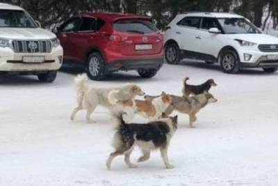 В Омской области суд обязал власти отловить бездомных собак