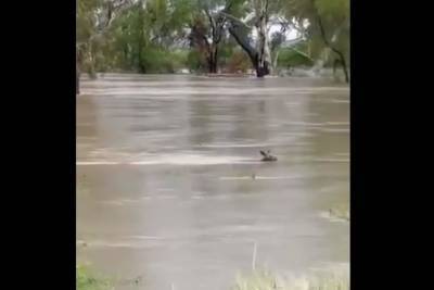 После наводнения из Австралии приходят кадры с плавающими кенгуру