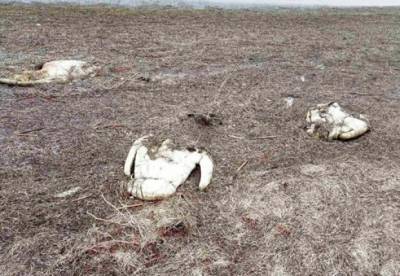 В Херсонской области погибли 90 лебедей