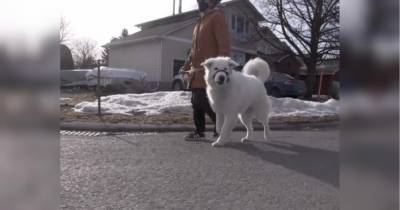 Собака спасла рухнувшую в обморок на улице хозяйку, остановив проезжавшую мимо машину — видео