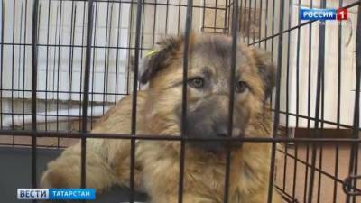 В Казани спасли собаку с арбалетной стрелой в шее