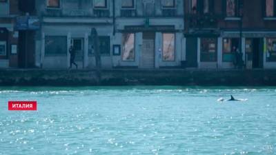 В каналах Венеции снова заметили дельфинов. Из-за отсутствия туристов вода стала почти прозрачной (+видео)