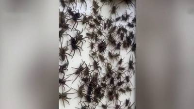 В Австралии наводнение привело к нашествию пауков